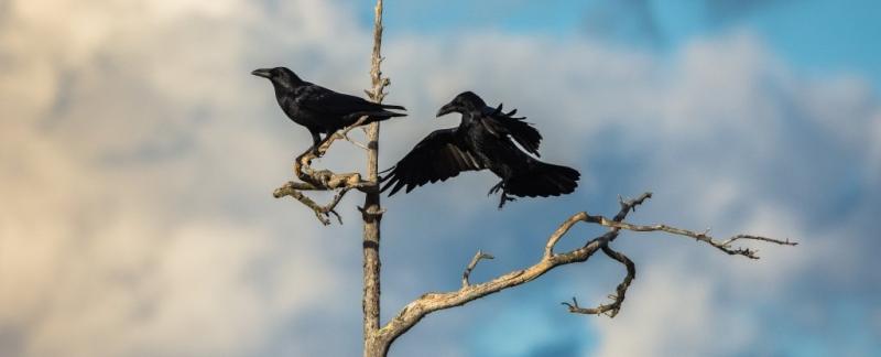 Taming of the Crows and other birdlife experiences at The Nest!